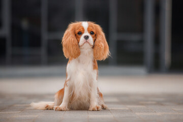 Frontal close view of long-haired bicolor dog with flowing silky ears, bright chestnut over white,...