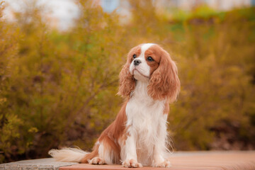 Front three-quarter pose of long-haired bicolor dog with flowing silky ears, warm chestnut on...