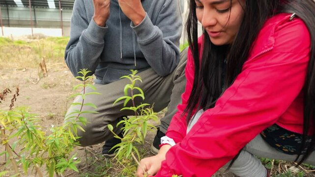 Committed young farmers nurturing delicate lemon verbena seedling, embodying sustainable agricultural passion and hope for future growth in rural landscape