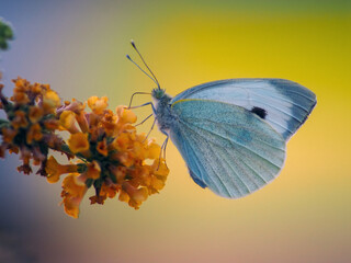 Cabbage White Butterfly (Pieris rapae) on Orange Buddleja Flowers Wild Butterfly on Golden Blossoms...