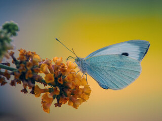 Cabbage White Butterfly (Pieris rapae) on Orange Buddleja Flowers Wild Butterfly on Golden Blossoms – Nature Macro Photography