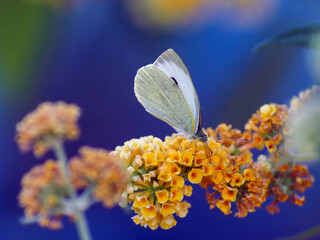 Cabbage White Butterfly (Pieris rapae) on Orange Buddleja Flowers