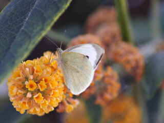 Cabbage White Butterfly (Pieris rapae) on Orange Buddleja Flowers Wild Butterfly on Golden Blossoms – Nature Macro Photography