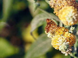 Queen of Spain Fritillary (Issoria lathonia) Feeding on Buddleja Flower Wild Butterfly on Golden...