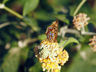 Queen of Spain Fritillary (Issoria lathonia) Feeding on Buddleja Flower