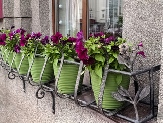 Flower decoration of the city: flowers in green pots against the background of a window