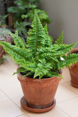 Boston fern (Nephrolepis exaltata) with vibrant green fronds in a terracotta pot placed on a tiled balcony floor. The plant's lush foliage adds a touch of nature to the the urban space. 