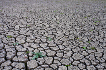 Resilient green plant with red stems growing through severely cracked, dry earth, illustrating themes of survival, drought, and endurance in natural or environmental designs