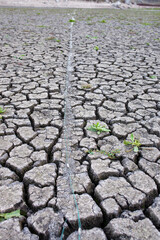 Parched and cracked earth under a dry landscape, showing the impact of drought with a few resilient...