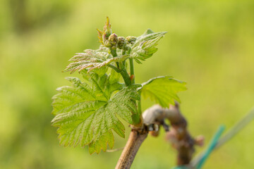 Close-Up of Young Grapevine Shoot with Fresh Green Leaves and Developing Clusters or Buds on a Blurred Green Background