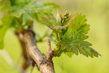Close-Up of Young Grapevine Shoot with Tender Green Leaves and Developing Flower Buds or Berries on a Soft Blurred Background