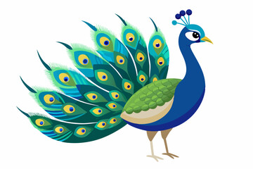 Obraz premium Elegant peacock with feathers on a white background, a cute cartoon animal vector illustration of this beautiful bird in nature