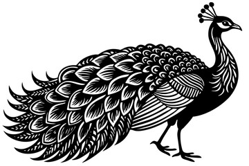 Elegant peacock bird vector illustration with feathers isolated on white, a cute wild animal design