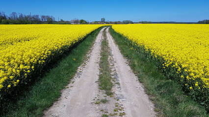 Dirt road among blooming yellow rapeseed field on a sunny day