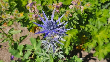Sweden. Eryngium alpinum, the alpine sea holly, alpine eryngo or queen of the Alps, is a herbaceous...