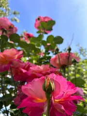 Obraz premium pink roses in the garden