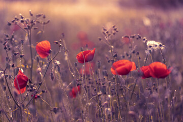 Czerwone maki (poppies), kwiaty polne, letnia polana, efekt bokeh. Tło kwiatowe lub tapeta do projektu