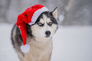 Close up of a husky dog wearing a red santa hat during snowfall. Winter themed pet portrait for Christmas and New Year.