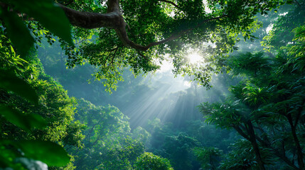 Sunlight streaming through dense tropical jungle canopy in lush green forest