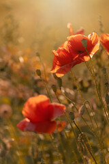 Czerwone maki (poppies), kwiaty polne, letnia polana, efekt bokeh. Tło kwiatowe lub tapeta do projektu
