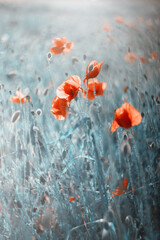 Czerwone maki (poppies), kwiaty polne, letnia polana, efekt bokeh. Tło kwiatowe lub tapeta do projektu © anettastar