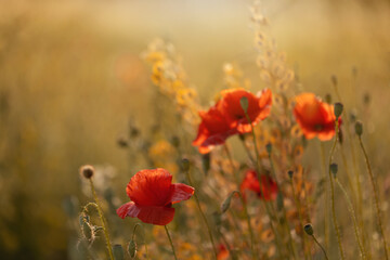 Czerwone maki (poppies), kwiaty polne, letnia polana, efekt bokeh. Tło kwiatowe lub tapeta do projektu © anettastar
