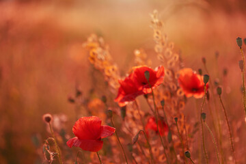 Czerwone maki (poppies), kwiaty polne, letnia polana, efekt bokeh. Tło kwiatowe lub tapeta do projektu