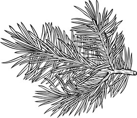 Fir tree branch. Evergreen twig in minimalist style. Forest or seasonal element. Vector illustration in hand drawn doodle sketch style. Line art isolated on white for coloring book, print