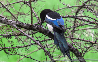 The magpie is often in a battle with a crow as he is protecting his nest - his feathers are quite beaten up