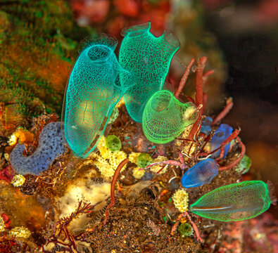 Tunicate on coral reef, underwater, Bali