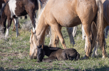 Fototapeta premium Wild Horse Mare and Foal in Springtime in the Utah Desert