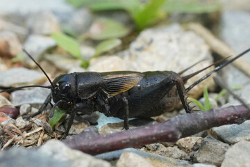 Closeup on a black European Field Cricket, Gryllus campestris