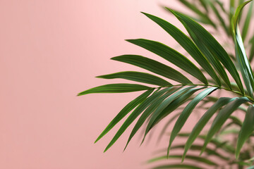 Obraz premium Palm Tree Background. Palm leaves on pink background. Summer tropical background. 