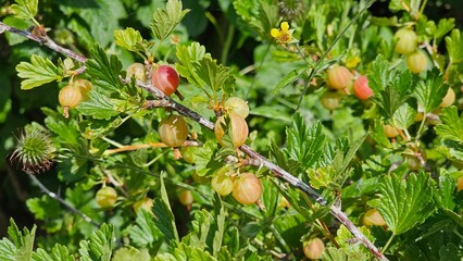 Sweden. Ribes uva-crispa, known as gooseberry or European gooseberry, is an Old World species of...