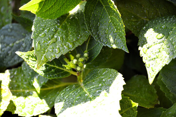 Title: Symphony of Growth: Emerging Hydrangea Buds with Sparkling Dew