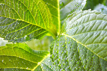 Fresh hydrangea leaves with morning dew drops - vibrant green garden foliage closeup