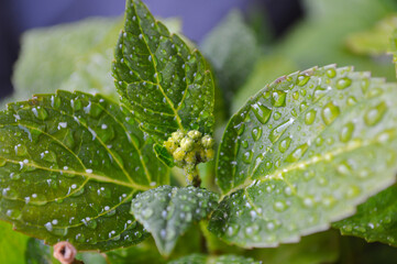 Nascent Hydrangea: Emerging Flower Buds with Sparkling Dew