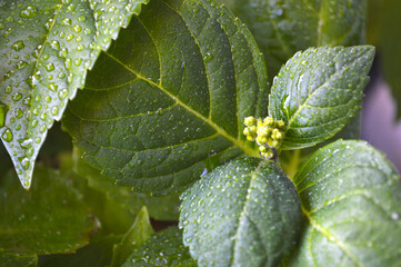 Nascent Hydrangea: Emerging Flower Buds with Sparkling Dew