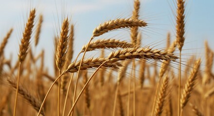 Obraz premium Golden Wheat Stalks Against a Pale Blue Sky