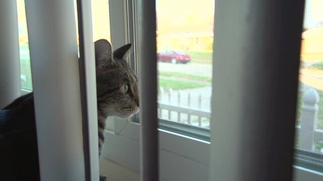 Cat dreaming about being outside looking out window