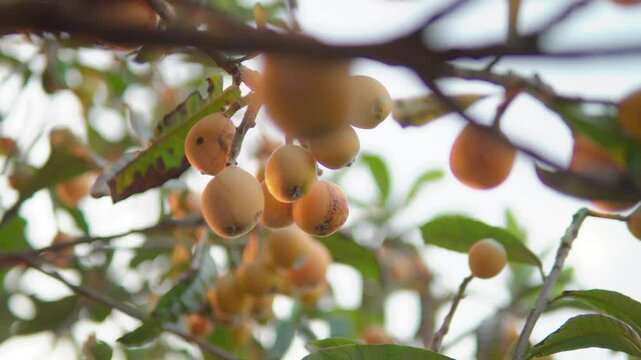 熟した枇杷の実