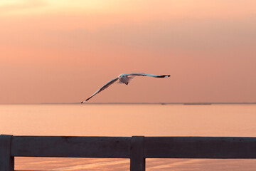 Bird flying over the sea at sunset