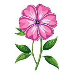 white background on flower Phlox