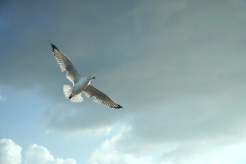 Bird flying out of storm cloud to sunlight (a better tomorrow, a better future,Concept)