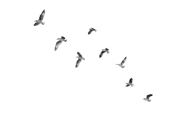 Birds object isolated on white background, flying birds for decoration artwork (Black and White)