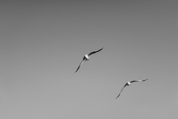 Birds flying on clear sky