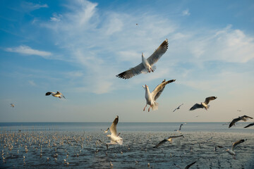 Birds snatching food in sky during low tide
