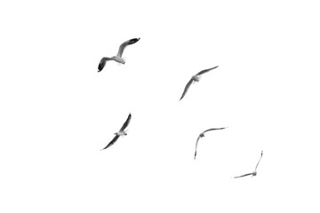 Birds object isolated on white background, flying birds for decoration artwork (Black and White)