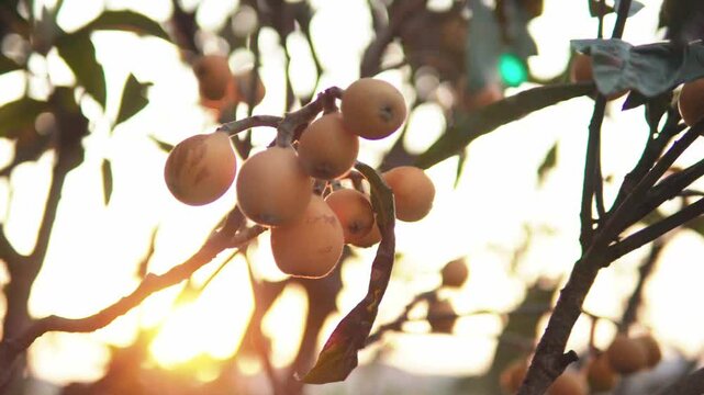 熟した枇杷の実