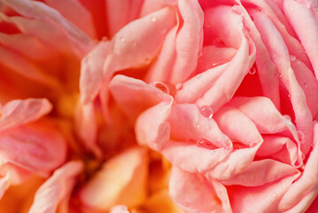 Pink rose flower as background. Rose with drops.
